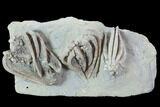 Beautiful Fossil Crinoid Plate - Crawfordsville, Indiana #87982-1